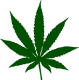United States of America to legalise marijuana by end 2016